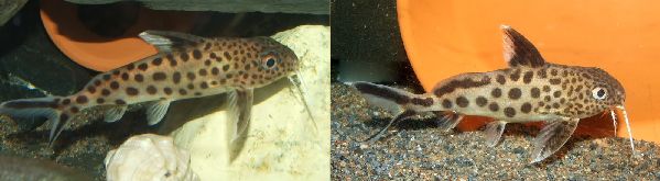 Сом кукушка самец (слева) и самка (справа) (илл. monsterfishkeepers.com/forums)