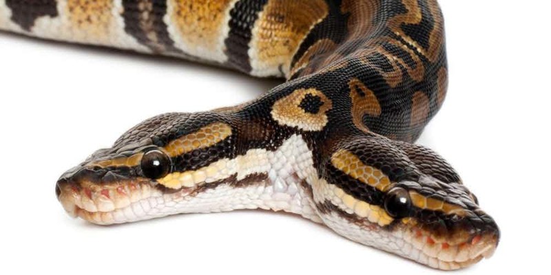 1. Двухголовая змея  аномалия, животные, мутация