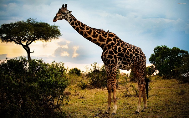 giraffe-afrikansky