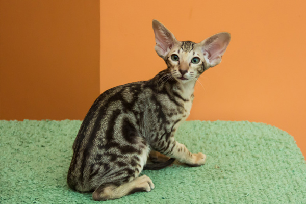 Ориентальная кошка с мраморный окрасом 
