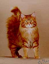 Colours of Maine Coon