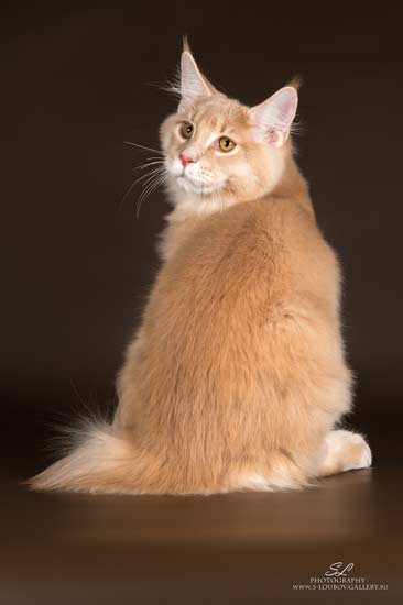 ticked tabby maine coon