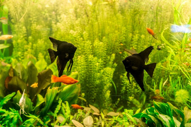 Скалярия черная в аквариуме с живыми растениями