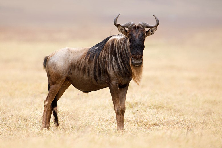 Самые быстрые животные - антилопа гну
