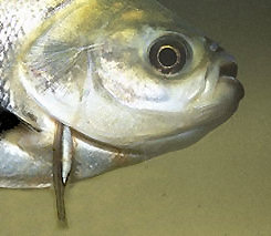 A candirú attached to a host fish