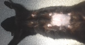 Стерилизация кошки во время течки без последствий