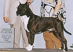 The left side of a black with white American Staffordshire Terrier standing on a platform. There are two people standing behind it.