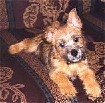 View from the front - A black and tan Norwich Terrier puppy is laying on a brown patterned couch with its head  tilted to the left.