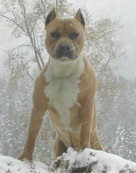 A red and white American Staffordshire Terrier is standing in a snow storm on top of a bunch of snow and its large chest is prominant.