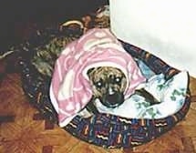 A brown brindle American Staffordshire Terrier is laying down in a dog bed with a pink blanket covering its head