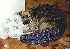 The left side of a brown brindle American Staffordshire Terrier that is laying in a dog bed and it is looking forward.