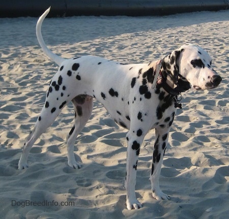 Bode the white with black spotted Dalmatian is standing in sand. There is a large black pipe in the background