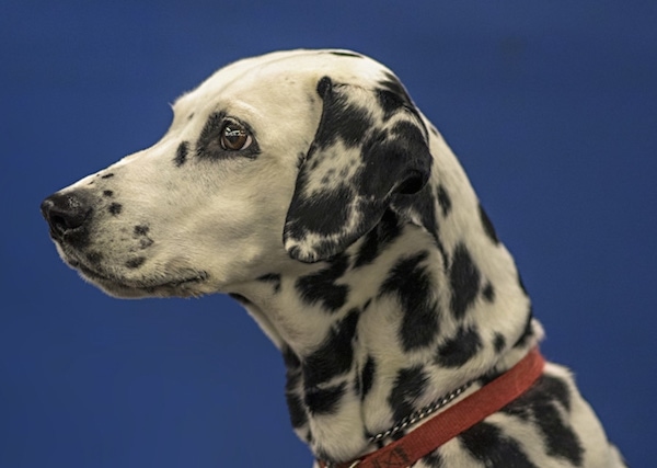 Close Up side view head shot - a large-breed, white dog with black spots wearing a red collar facing forward. The dog has wide round brown eyes and a black nose.