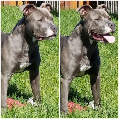 Two images side by side of the head and upper body of a gray muscular dog standing in grass, on the left the dog