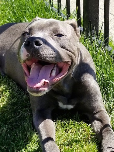 A thick bodied gray dog with a large head and squinty eyes laying down in grass with a pitty smile on his face