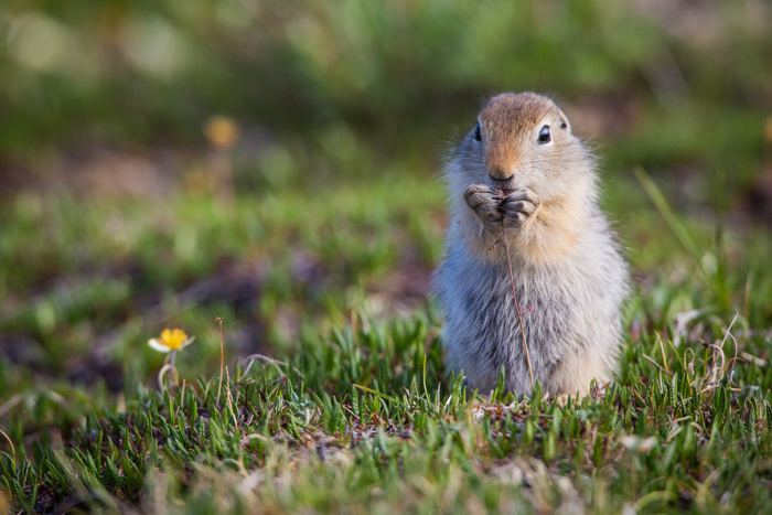 Wildlife photography of Arctic Ground Squirrel in Alaska