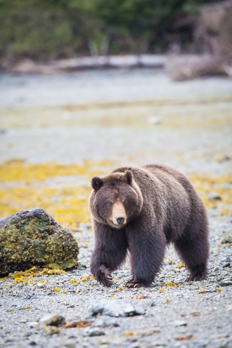 A bear prowling in Alaska during the Spring
