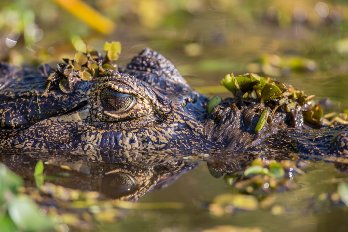 Extreme close-up of a crocodile swimming in a river