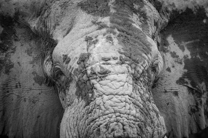 Extreme closeup of an elephant in Botswana