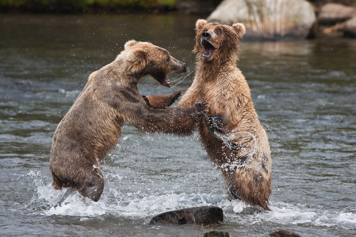 Two bears fighting in an Alaskan river