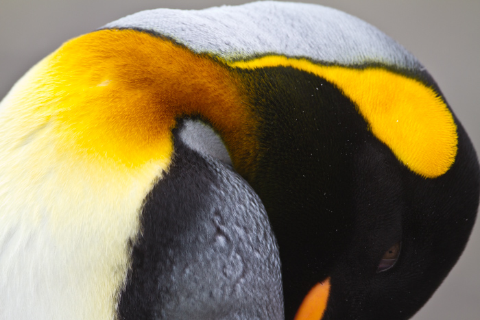 Sleeping King Penguin Close-up on South Georgia