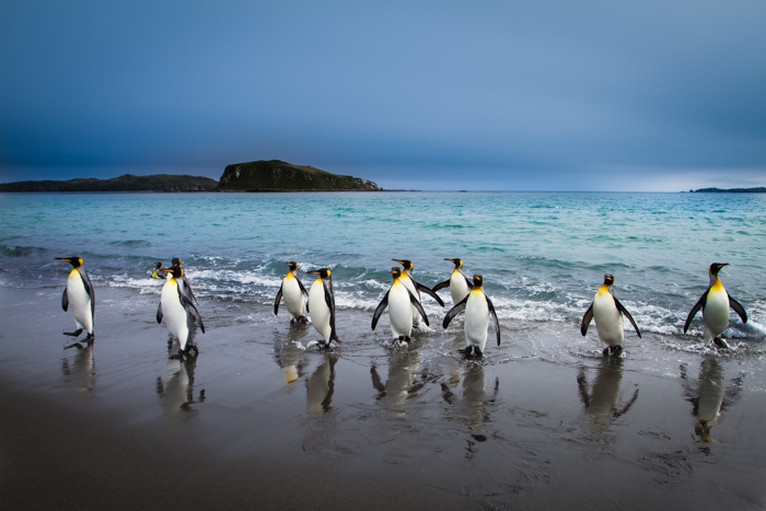 King penguins coming out of the sea in South Georgia