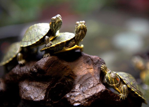 Аквариумные черепахи: популярные виды и их совместимость с рыбками