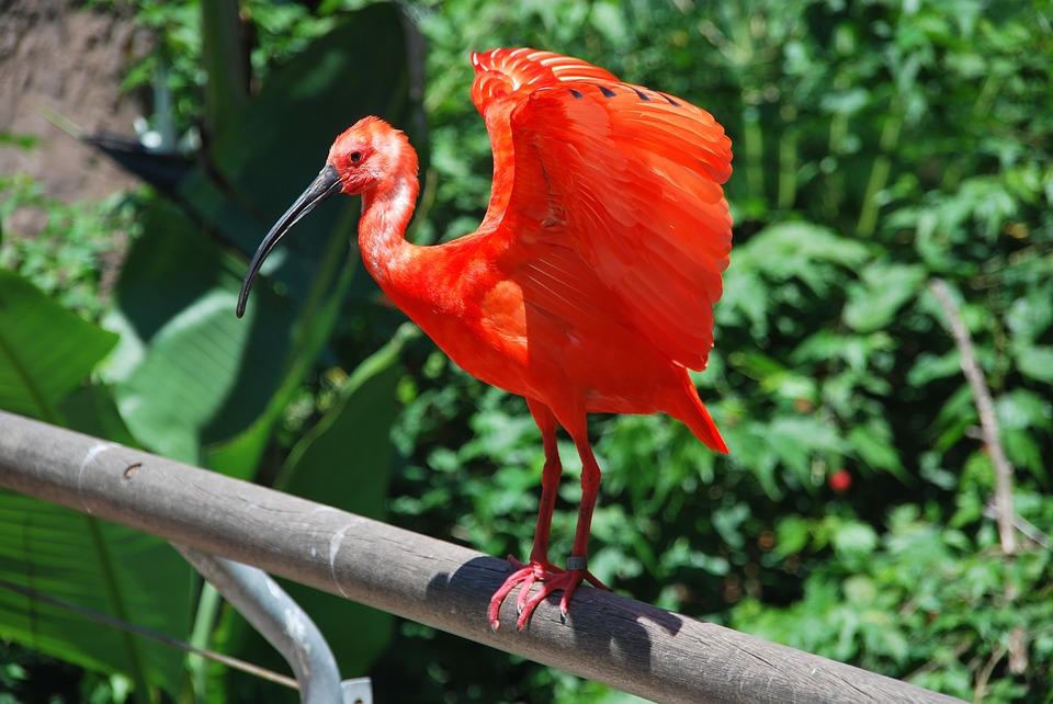 Птица Южной Америки красный ибис