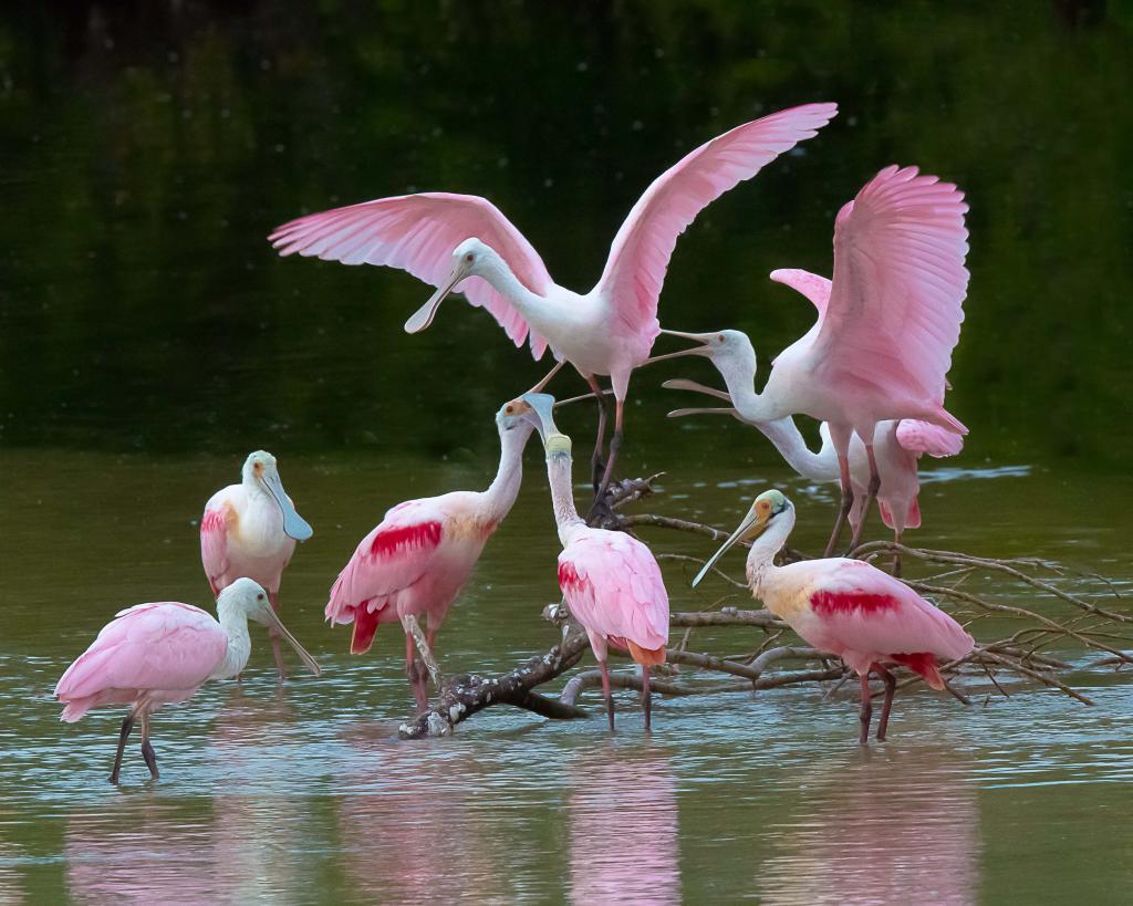 Розовые колпицы - птицы, живущие в Южной Америке