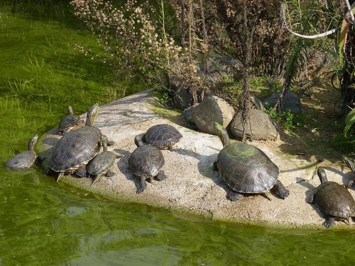 красноухие черепахи сколько могут без воды 
