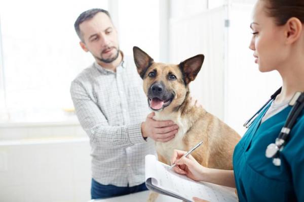 Что такое метронидазол для собак? - Дозировка, использование и побочные эффекты