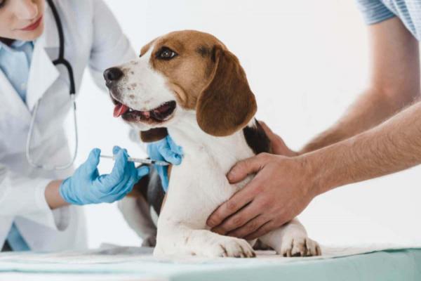 Что такое метронидазол для собак? - Дозировка, применение и побочные эффекты - Введение метронидазола для собак