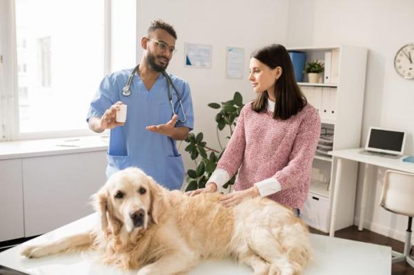 Что такое метронидазол для собак? - Дозировка, применение и побочные эффекты - Цена метронидазола для собак