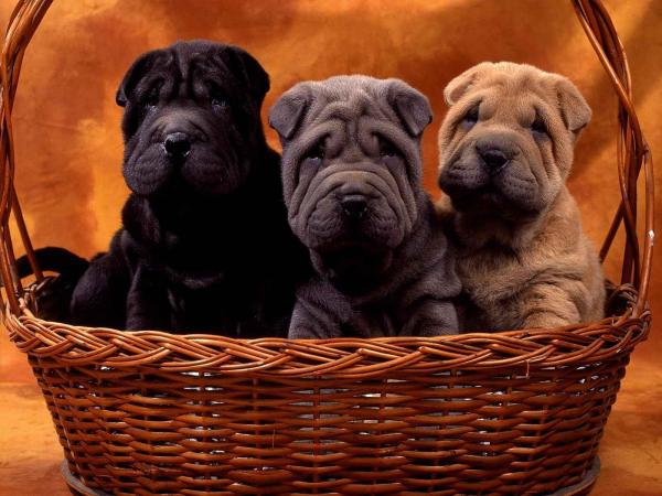 5 самых морщинистых пород собак - шарпей