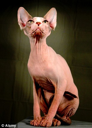The Elf cat is a cross between an American Curl and a Sphynx cat