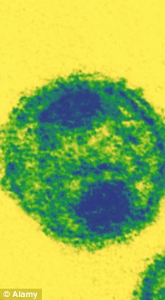 Normally the virus (pictured as seen under a microscope) rebounds if treatment stops