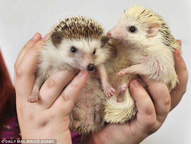 The African Pygmy Hedgehog Club, which promotes responsible ownership of hedgehogs in the UK, recommends keeping them in a large vivarium or glass tank
