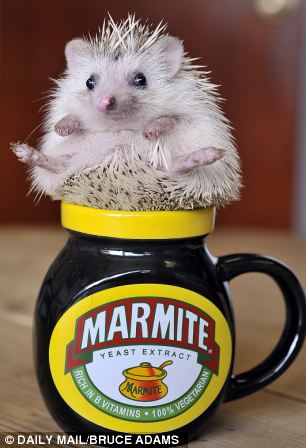 Three-month-old African pygmiy hedgehog Finn, posing in a cup at owner Emma Crossan