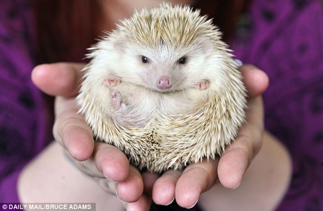 The type most people buy as pets, the African Pygmy, is a cross between the White-bellied hedgehog, native to central and eastern Africa, and the Algerian hedgehog