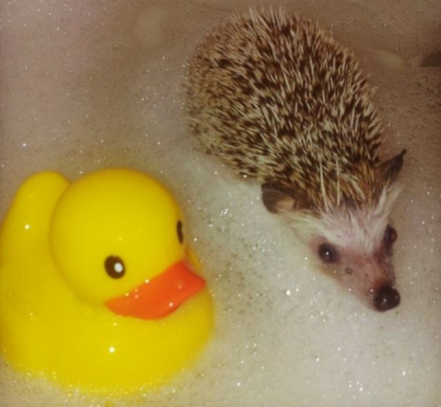 Norman, pictured, has become an internet sensation after his owner posted photographs of the hedgehog skateboarding and taking a bath
