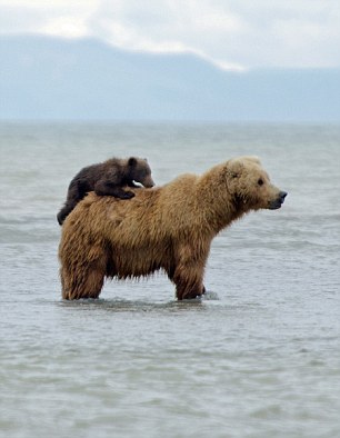 Golden opportunity: As the mother bear was concentrating on her meal the youngster became a distraction