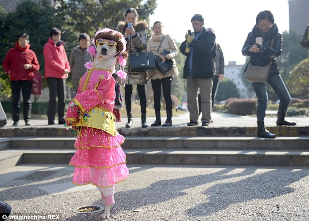 Popular: Passers-by take photographs of Xiaoniu as she strolls along in bright pink clothing