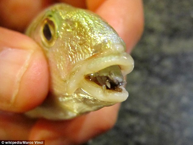 A larger parasite in the mouth of one fish. The tongue-eating parasite works its way into the body through gills