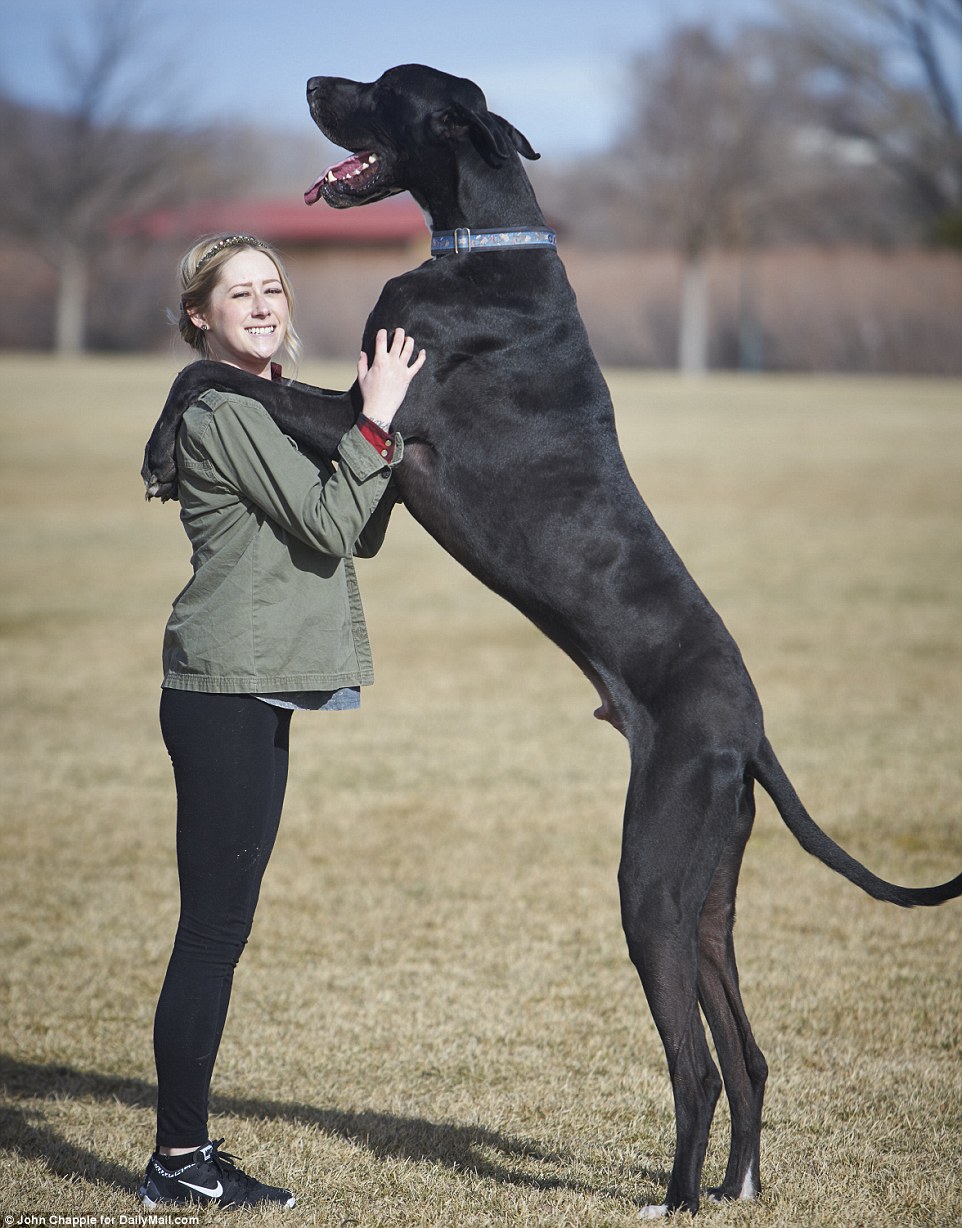 No match: Owner Jessica Williams hopes Rocko, the two-year-old Great Dane, will make it into the Guinness Book of World Records for the title of the tallest living dog