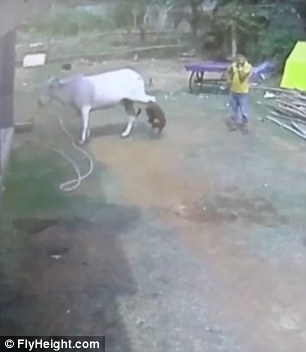 Surprised by the toddler the cow kicks out, tossing the boy backwards through the air