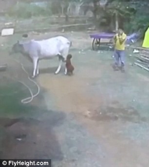 A dad allows his young son to walk right up behind a cow in India