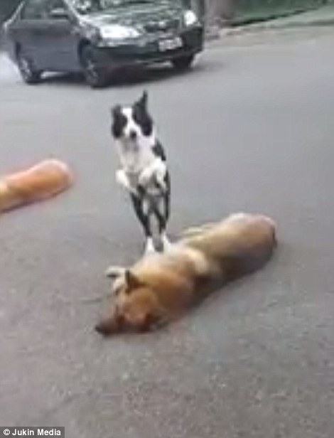 An adorable new video uploaded online shows a dog playing leapfrog with three other dogs in the street