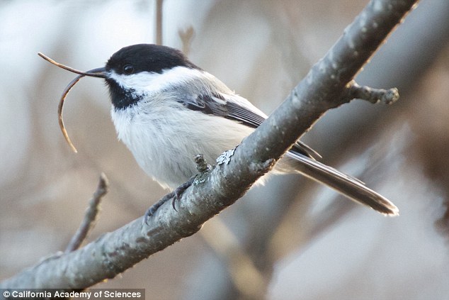 AKD, a disorder affecting the beak, was first documented in a black-capped chickadee in Kodiak, Alaska