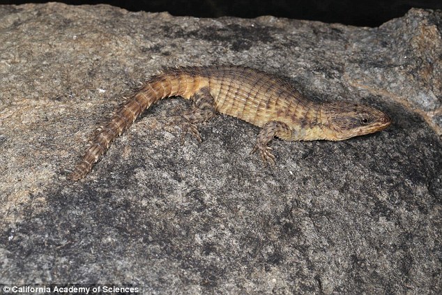 The new species of armoured lizard is endemic to Angola, and has a distinctive brown and yellow skin pattern
