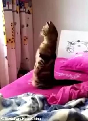 The pet cat stood on its  hind legs while gazing out of the window from its owner
